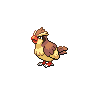 Pidgey image